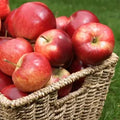 Apples