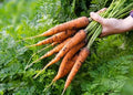 Carrots