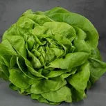 Lettuce