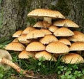Mushrooms
