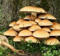 Mushrooms